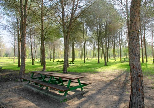 חניון לילה נביה מרעי בדרך השיזף. צילום: יעקב שקולניק, ארכיון הצילומים של קקל