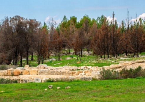 צילום: ארכיון הצילומים של קקל