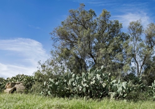 צילום: ארכיון הצילומים של קקל