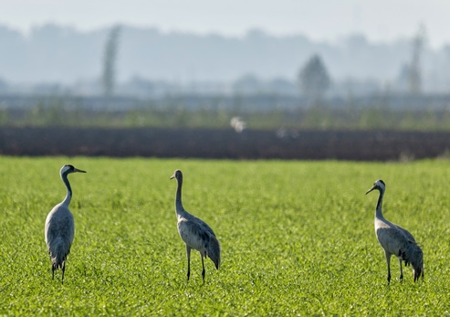 צילום: בוני שיינמן, קקל