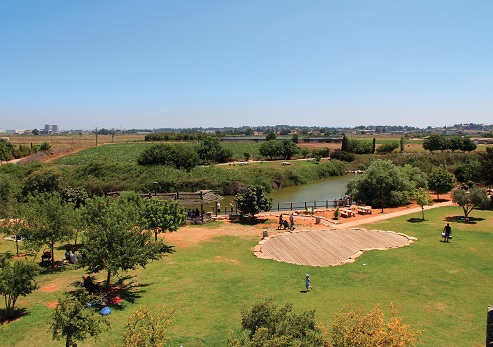 חורשת האקליפטוס