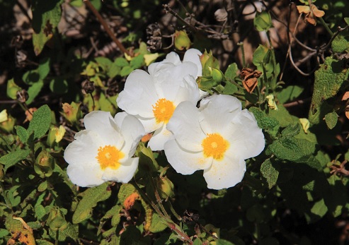 לוטם מרווני