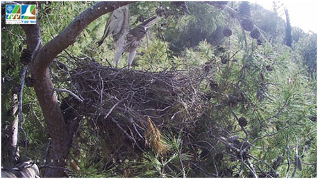 ישראל החיוויאי הזכר מגיע לקן עם נחש במקורו