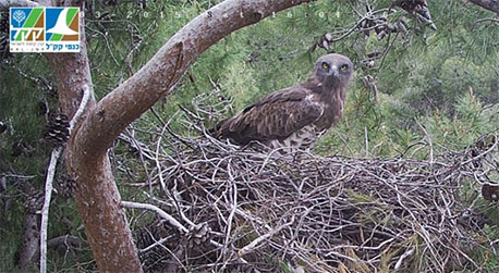 קרן נקבת החיוויאי, גדולה וכהה מישראל בן-זוגה