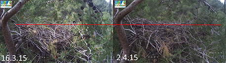 שלבים בבניית הקן