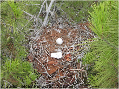מבנה קלאסי של קן חיוויאי נטוש עם ביצה. התמונה צולמה בחודש ספטמבר 2012, בסיום עונת הקינון. צילום: גלעד פרידמן וליאור הורטמן