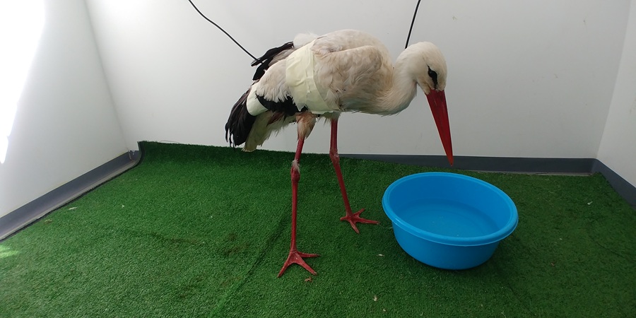 צילום: גדעון ועדיה, ארכיון הצילומים של קק"ל