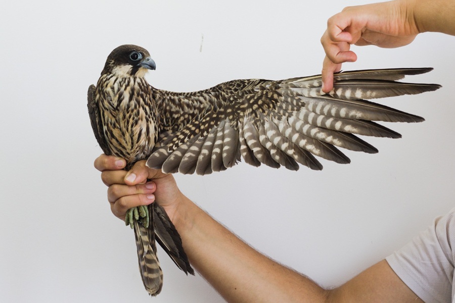 צילום: אלירז דביר