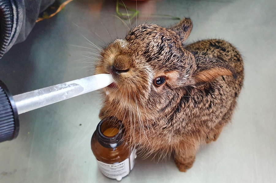 צילום: עינבר שלומית רובין, ארכיון הצילומים של קק"ל