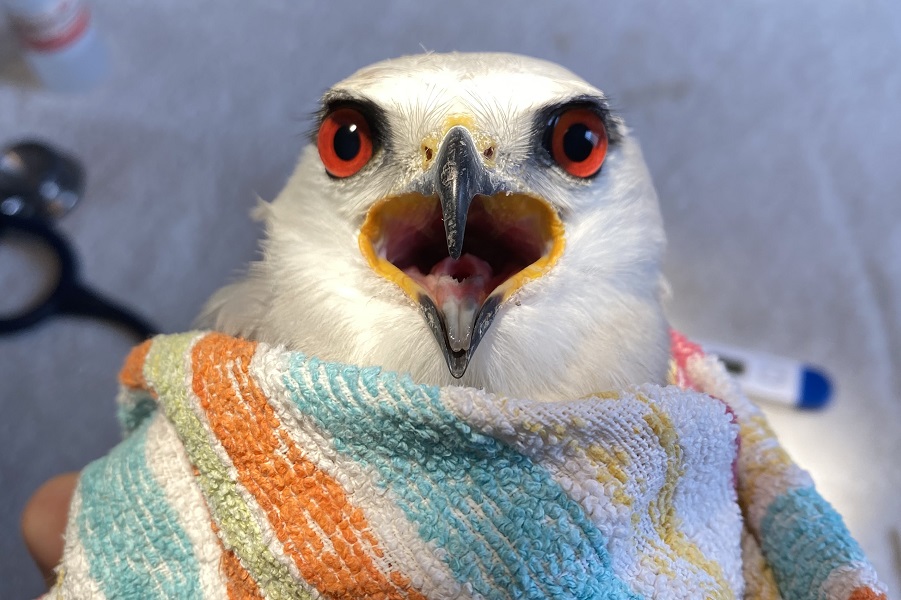 צילום: רונה נדלר, ארכיון הצילומים של קק"ל