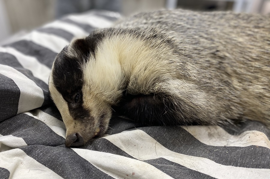 צילום: רונה נדלר, ארכיון הצילומים של קק"ל