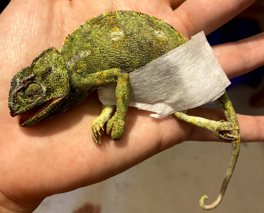 צילום: רונה נדלר, ארכיון הצילומים של קק"ל