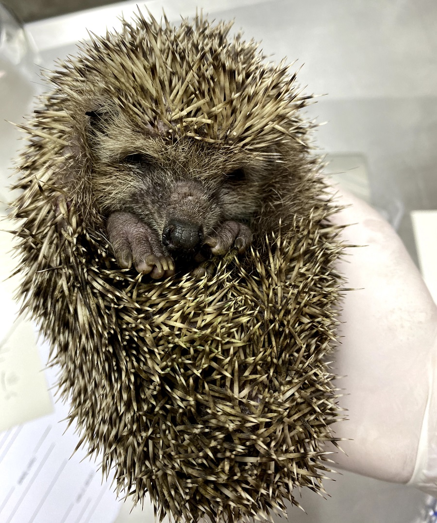 צילום: רונה נדלר, ארכיון הצילומים של קק"ל