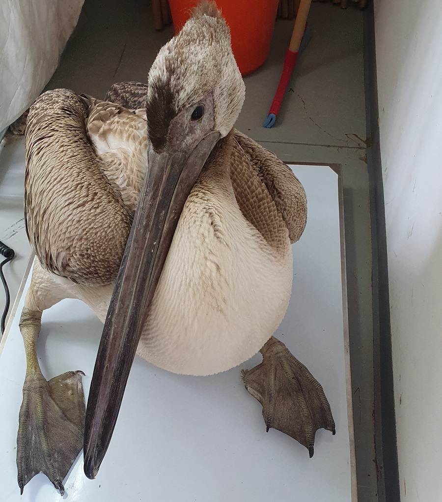 צילום: צוות מרכז האקלום