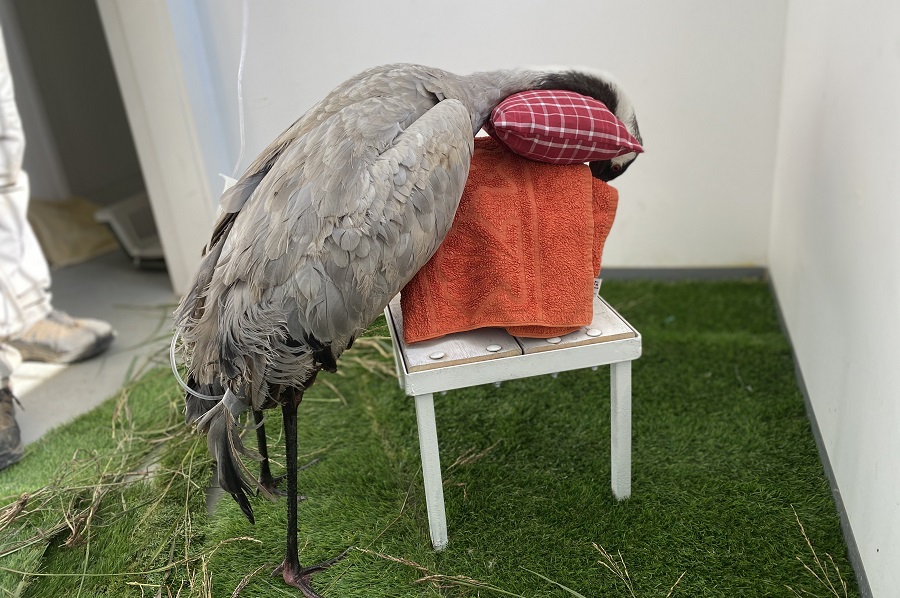 צילום: רונה נדלר, ארכיון הצילומים של קק"ל 