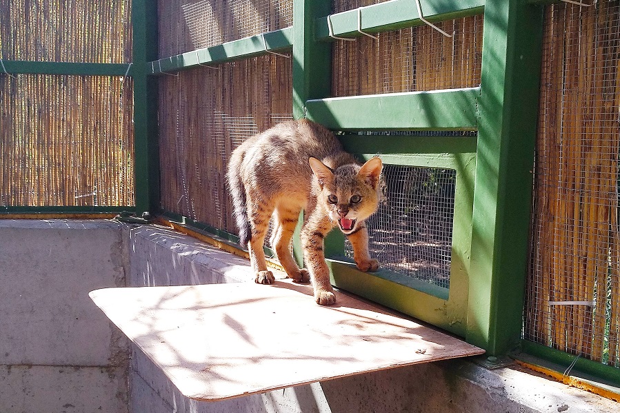 צילום: שי אגמון, ארכיון הצילומים של קק"ל