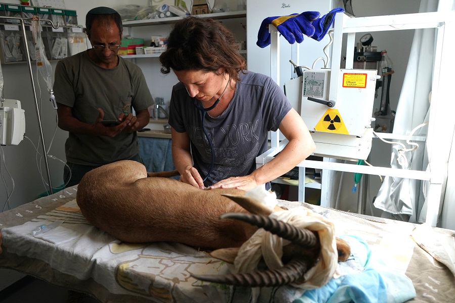 צילום: ירון צ'רקה, ארכיון הצילומים של קק"ל