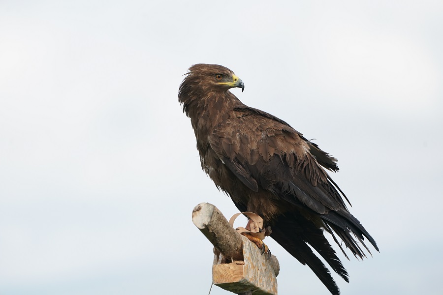 צילום: ירון צ'רקה, ארכיון הצילומים של קק"ל