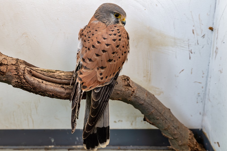 צילום: בוני שיינמן, ארכיון הצילומים של קק"ל