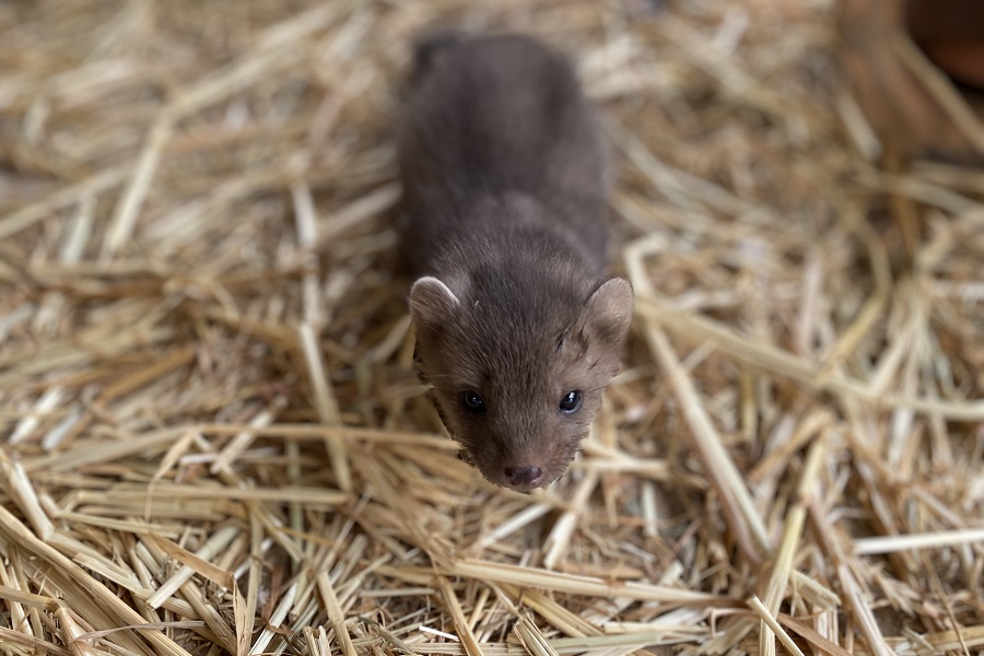 צילום: רונה נדלר, ארכיון הצילומים של קק"ל