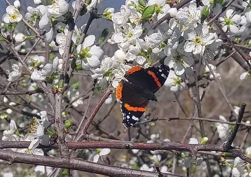 פריחת שיזף הדוב, פארק עמק התכלת. צילום: אבישי חמוז כהן, קקל