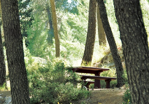 ספסל פיקניק ביער. צילום: ארכיון הצילומים של קקל