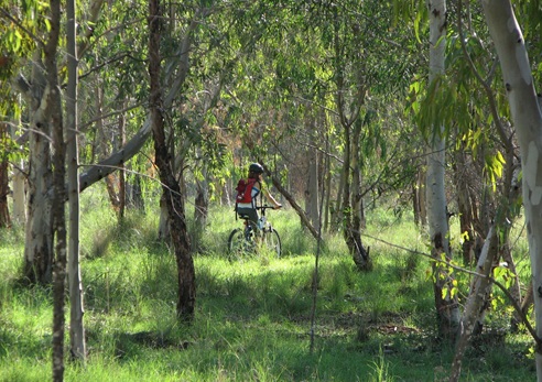 רכיבה ביער שוהם. צילום: רוני קינדרמן