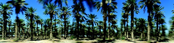 מצמיחים קרקע לחקלאות. צילום: איתן ויתקון, ארכיון הצילומים של קקל, 2021