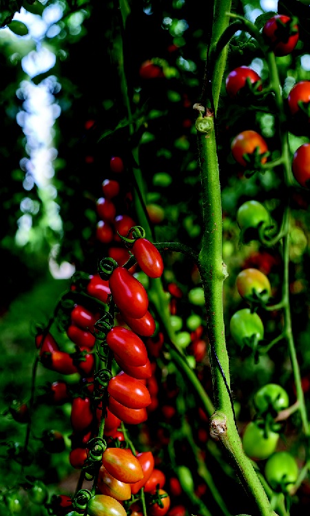מחקר ופיתוח (מופ) חקלאי. צילום: איתן ויתקון, ארכיון הצילומים של קקל, 2021