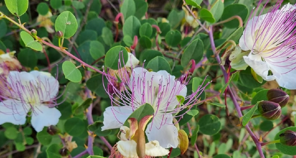 פארק עורבים. צילום: פנינה צייזלר, קקל