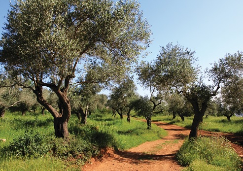 כרם זיתים בהר חרת