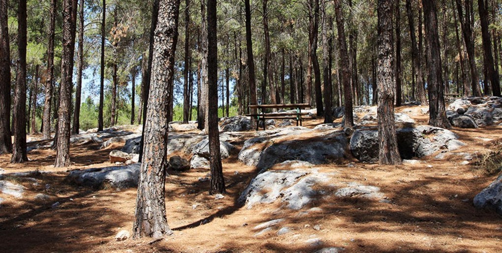 טיול ברכב פרטי: דרך נוף יער שגב