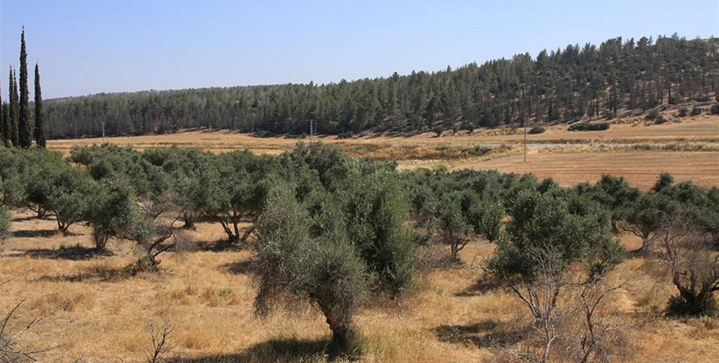 טיול ברכב פרטי: דרך הצנובר ביער מראשה