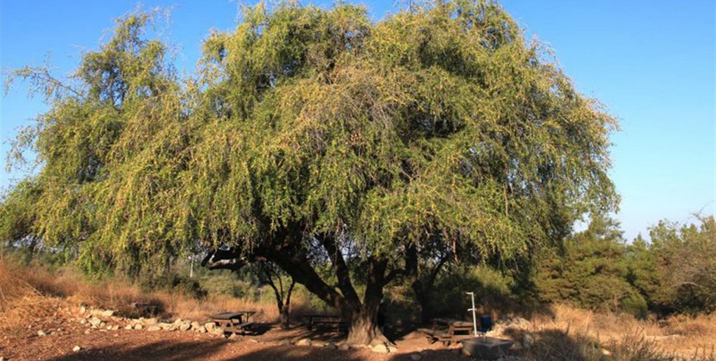 השיזף הגדול ביער בן שמן