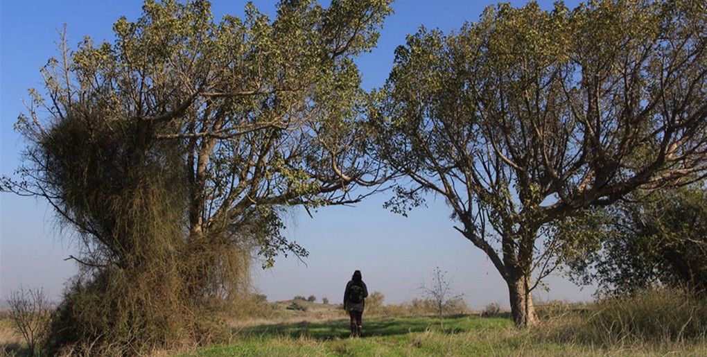 יער ארז: מחניון איבים לגבעת המרדפים