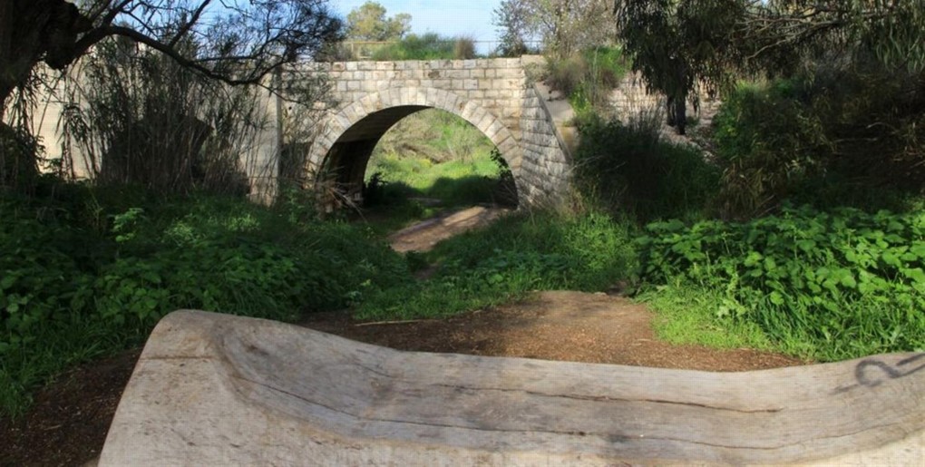 יער ארז ודיר סנייד
