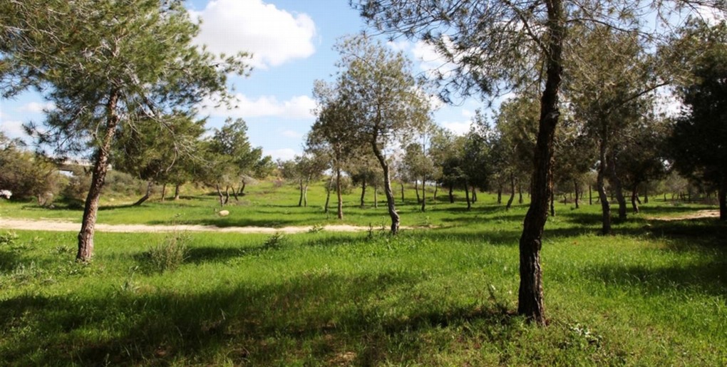 גבעות גורל