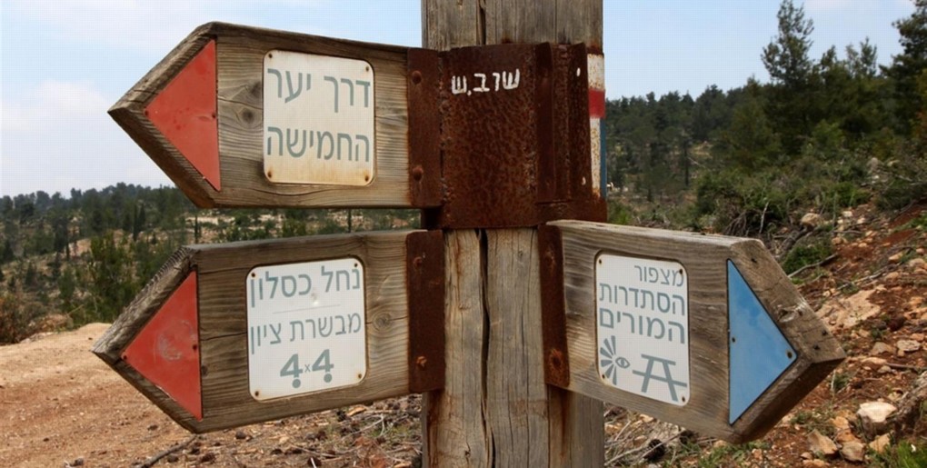 עין נקופה ויער הסתדרות המורים