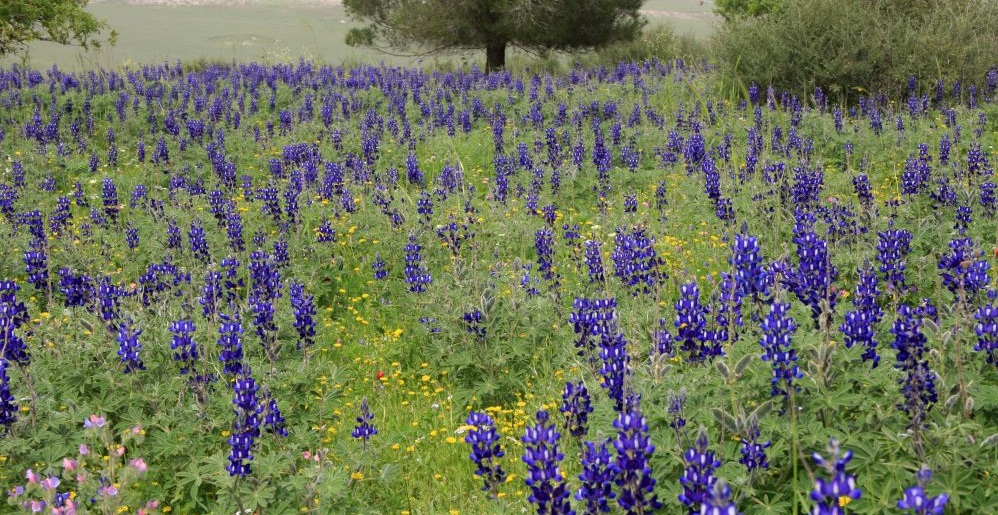 תל שֹכֹה – גבעת התורמוסים
