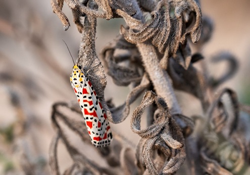 התחדשות לאחר השריפה שהשתוללה בפארק קנדה ב-2025.
צילום: בוני שיינמן, קקל