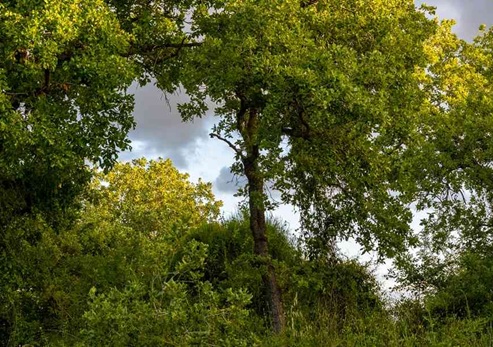 צילום: אילן שחם, ארכיון הצילומים של קקל
