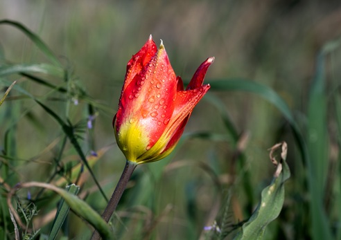 צילום: אילן שחם, ארכיון הצילומים של קקל
