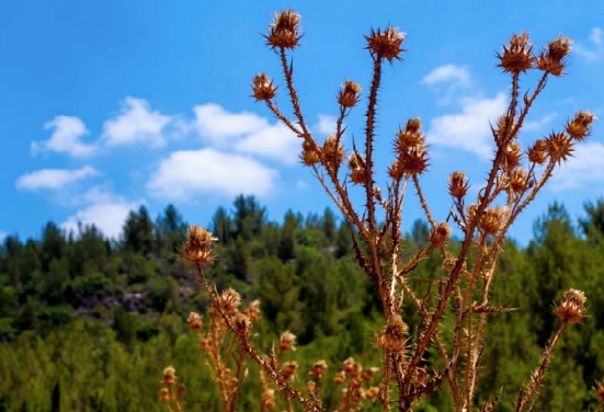 הרי ירושלים