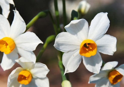 בדצמבר פורחים כאן נרקיסים. צילום: יעקב שקולניק, ארכיון הצילומים של קקל