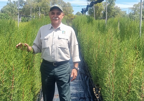 וליד סעיד, מנהל משתלת גולני