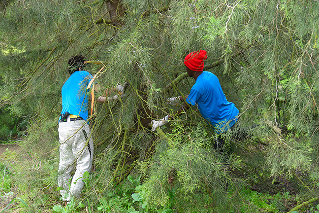 צילום: יוסי איפרגן, ארכיון הצילומים של קקל