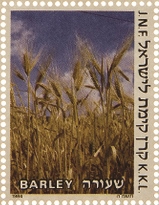 שבעת המינים: שעורה