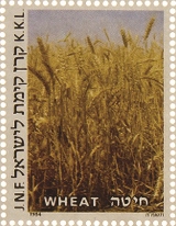 שבעת המינים: חיטה