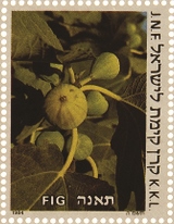 שבעת המינים: תאנה