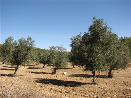 עצי זית ביער להב. צילום: ארכיון קקל